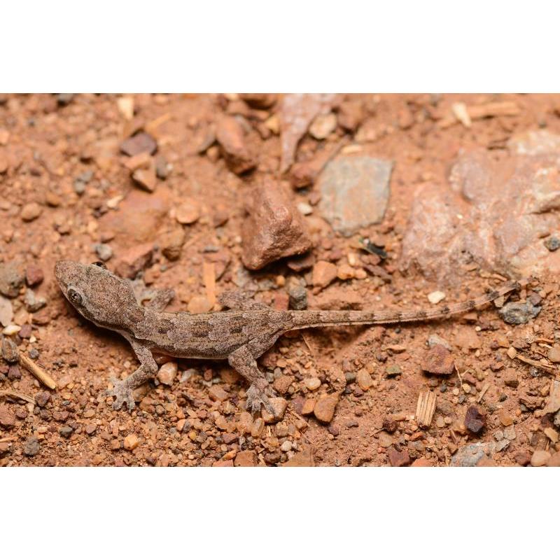 Soparla Gecko Hemidactylus frenatus (Hoose Gecko) - imagine 3